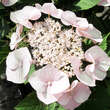 Hydrangea macrophylla 'Teller Weiß': Bild 2/2