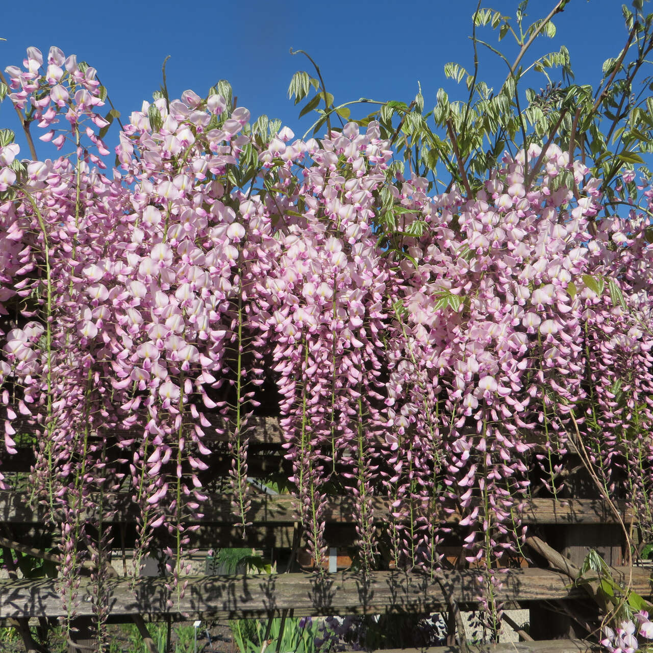 blauregen-wisteria-floribunda-honbeni-rosea-in-g-rtnerqualit-t