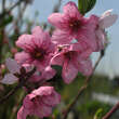 Prunus pers. 'Mamie Ross': Bild 2/3