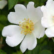 Rosa obtusifolia: Bild 1/1