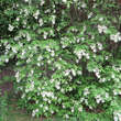 Staphylea colchica: Bild 10/11