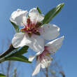 Prunus amygdalus 'Zartschalige Krachmandel': Bild 4/6