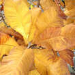 Magnolia tripetala: Bild 3/3