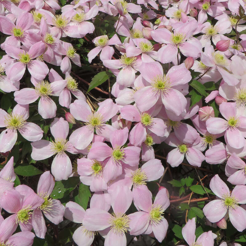 Bergwaldrebe Clematis montana rubens rosa
