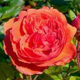 Rose 'Summer Song' - Englische Strauchrose