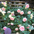 Rose 'Eden Rose': Bild 4/9