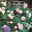 Rose 'Eden Rose': Bild 7/12