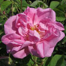 Historische Strauchrose - Rose 'Trigintipetala'