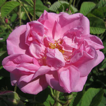 Rose 'Trigintipetala'(R.g.Kazanlik)