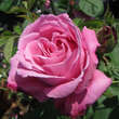 Rose 'Mrs. John Laing': Bild 2/4