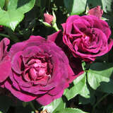 Rose 'Souvenir du Docteur Jamain' - Historische Strauchrose