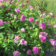 Rose 'President de Seze' (gallica): Bild 4/5