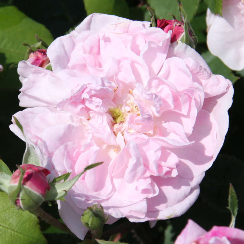 Parkrose, zartrosa gefüllt - Rose 'Fantin Latour' (centifolia)