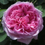 Rose 'Mme Boll' - Historische Strauchrose