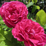 Rose 'Mme Ferdinand Jamin' - Historische Strauchrose