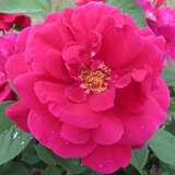 Rose 'Souvenir d'Alphonse Lavallee' - Historische Strauchrose