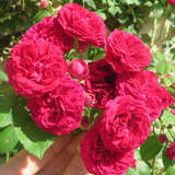 Rose 'Chevy Chase' - Ramblerrose