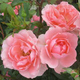 Rose 'Jardins de France' - Beetrose