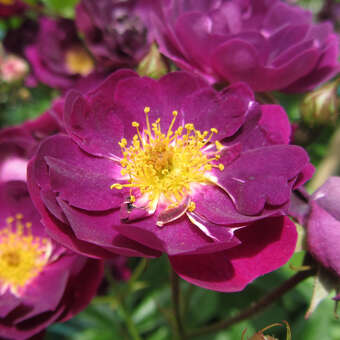 Rose 'Violette'
