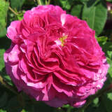 Rose 'Louis Philippe' - Historische Strauchrose