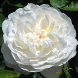 Rose 'Aimee Vibert' - Historische Kletterrose