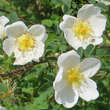 Rosa pimpinellifolia: Bild 1/7