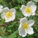 Bibernellrose - Rosa pimpinellifolia