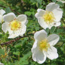 Rosa pimpinellifolia - Bibernellrose