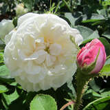 Rose 'Alba Maxima' - Historische Strauchrose
