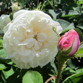 Rose 'Alba Maxima'