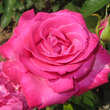 Rose 'Caprice de Meilland': Bild 1/3