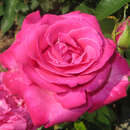 Moderne Edelrose - Rose 'Caprice de Meilland'