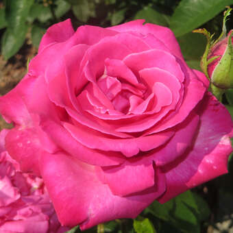 Rose 'Caprice de Meilland'