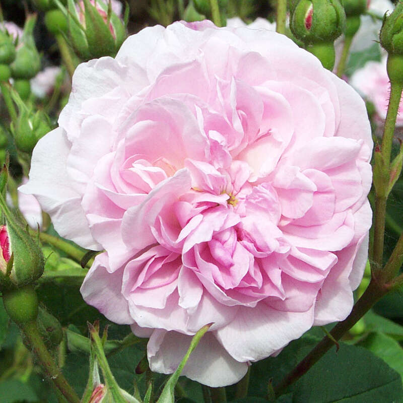 Parkrose, zartrosa gefüllt - Rose 'Fantin Latour' (centifolia)