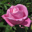 Rose 'Mrs. John Laing': Bild 4/4