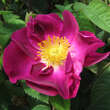 Rose 'Violacea': Bild 1/1
