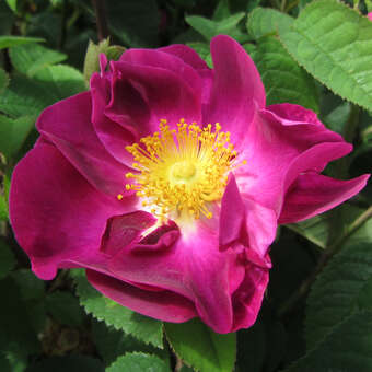 Rose 'Violacea'