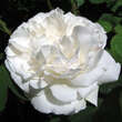 Rose 'Winchester Cathedral': Bild 4/6