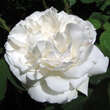 Rose 'Winchester Cathedral': Bild 5/8