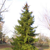 Picea orientalis - Orientalische Fichte