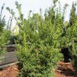 Taxus baccata 'Sieghartskirchen': Bild 1/4