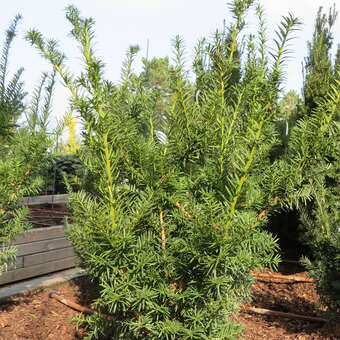 Taxus baccata 'Sieghartskirchen'