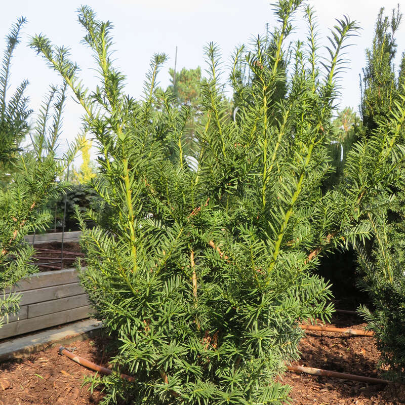 Straucheibe Taxus Baccata Sieghartskirchen