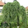 Cedrus deodara 'Pendula': Bild 2/3