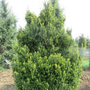 Taxus media 'Hatfieldii' - Säuleneibe