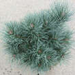 Pinus sylvestris 'Chantry Blue': Bild 1/2