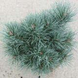 Pinus sylvestris 'Chantry Blue' - Zwergföhre