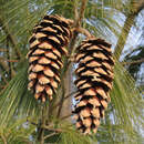 Seidenföhre - Pinus schwerinii