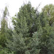 Picea likiangensis rubescens: Bild 1/2