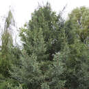 Picea likiangensis rubescens - Likianfichte